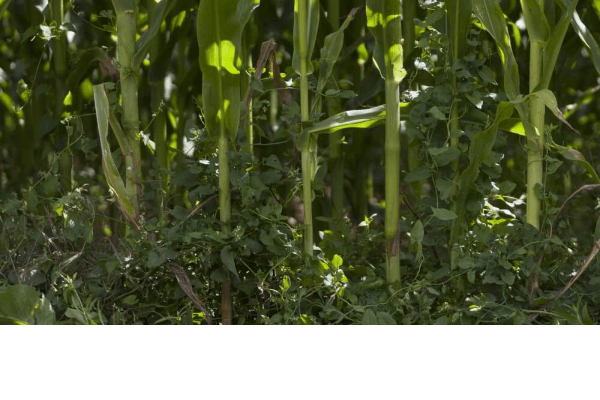 Explotaciones agrícolas