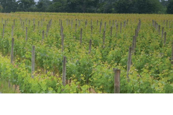 Vinmarker og frugtplantager