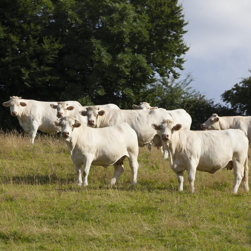 Dairy & Mixed Farming